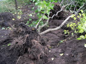 Lilac root system