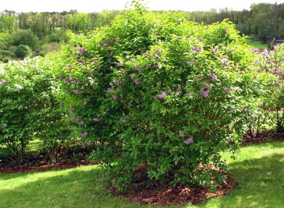 Lilac in ideal conditions