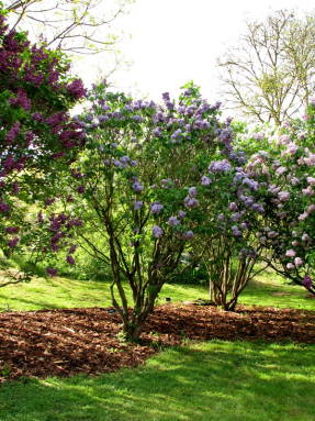 Lilacs are planted on a slope and mulched