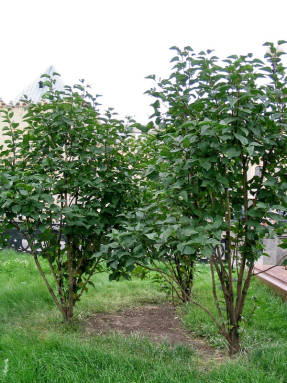 Lilacs in a group planting