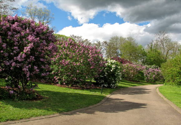 Lilac in ideal conditions