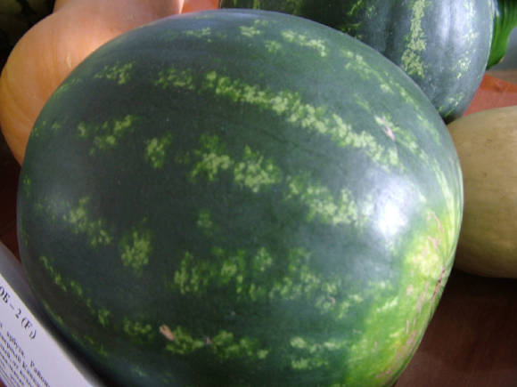 Watermelon VNIIOB 2 F1