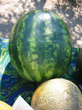 Watermelon Nitsa