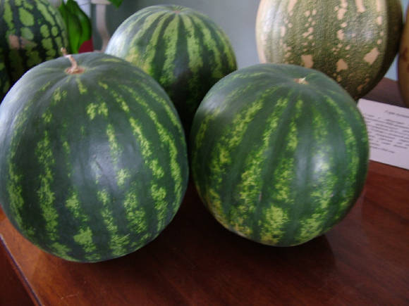Watermelon Skorik
