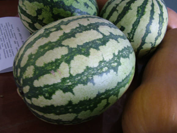 Watermelon Farao F1