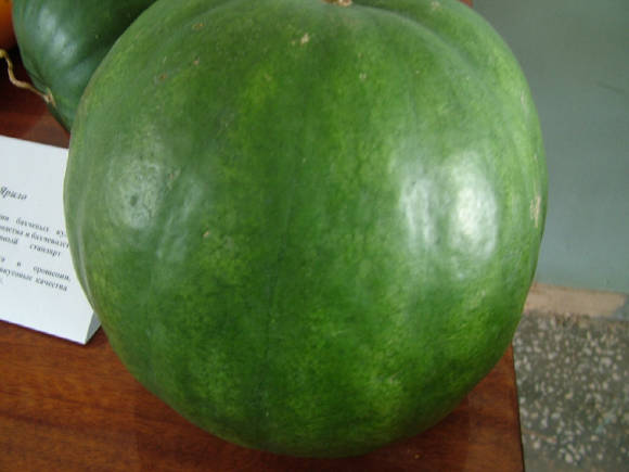 Yarilo vannmelon