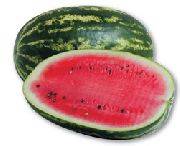 Watermelon Dumara F1