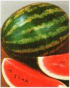 Skoré odrody a hybridy vodného melónu