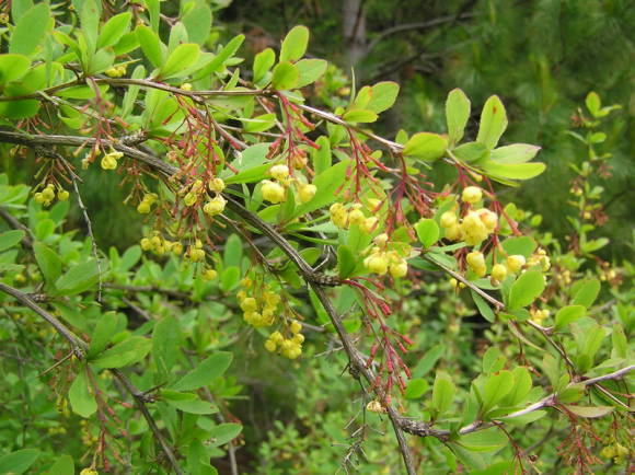 Kanadai borbolya (Berberis canadensis)