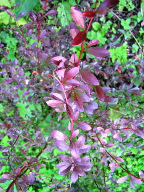 Barberry Thunberg Red Chief