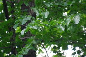Puun pähkinäpuu