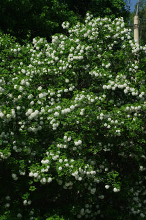 Viburnum vulgaris Buldenezh (Roseum) ، مزهرة غزيرة