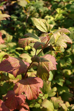 Viburnum vulgaris Buldenezh (Roseum), color otoñal del follaje