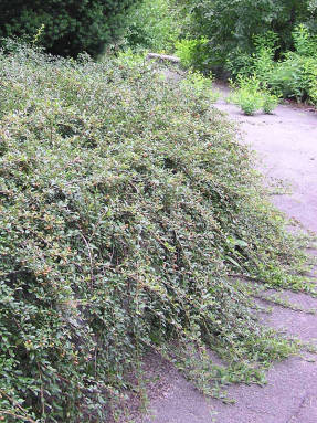 Dammer cotoneaster