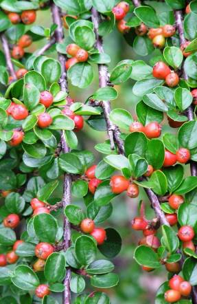 Cotoneaster horitzontal