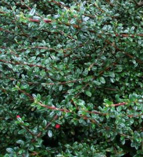 All-edge cotoneaster