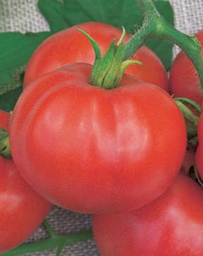 Tomato F1 Piglet