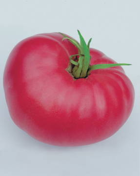 Mejillas rosadas de tomate