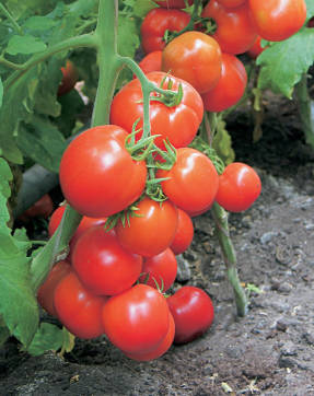 Grulla de tomate