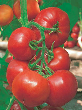 Pomidoras F1 Khanas