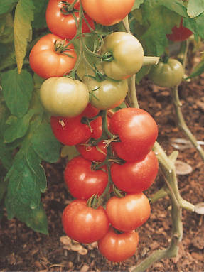 Tomaatti F1 Lyubava