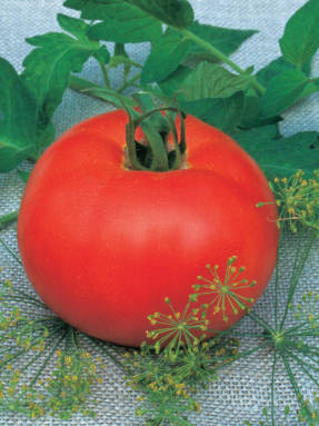 Tomato F1 Manechka