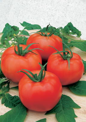 Tomaatti F1 huilu