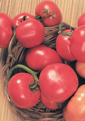 Pomidoras Rosina