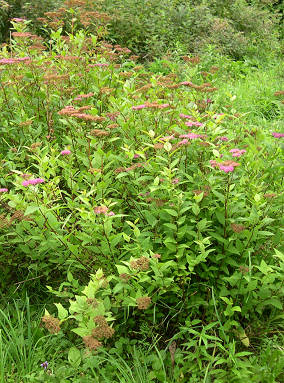 Japoninė spirėja (Spiraea japonica)