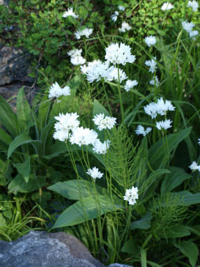 Bjørneløg (Allium ursinum)