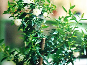 Common myrtle Tarentina blooming