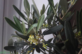 Europæisk oliven (Olea europaea)