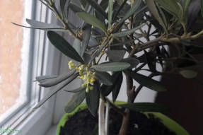 European olive (Olea europaea)