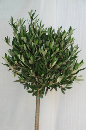 Olivo europeo (Olea europaea) en un tallo