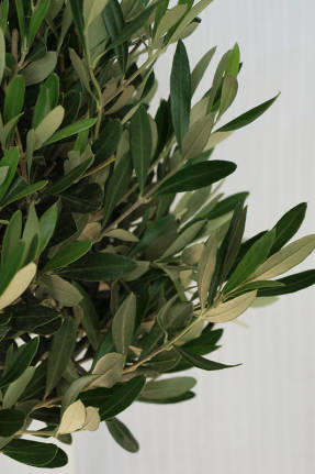 eurooppalainen oliivi (Olea europaea)