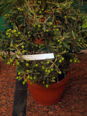 European olive (Olea europaea)