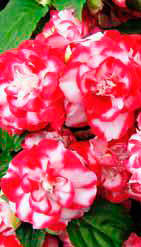 إكليل أحمر بيكوتي - أزهار ثنائية اللون تقع فوق أوراق الشجر