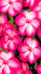F1 Vitara Rose Picotee - korán virágzó növények sötét rózsaszín széllel