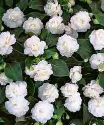 Fiesta Ole Frost - well-branching balsams with large, double flowers