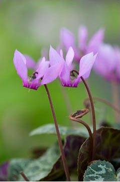 Ciclamen violeta