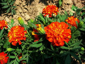 Marigolds rejected by Bolero
