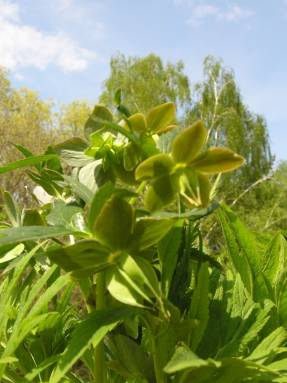 Hellebore with seed pods