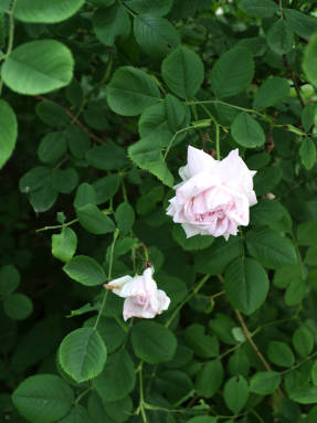 Rosa x centifolia
