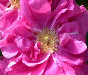 الورد الفرنسي (Rosa gallica var. Officinalis)