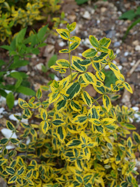 B. Fortune Emerald'n Gold in the UK