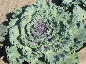 Cabbage Kale Red