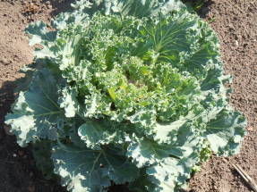 Cabbage Kale Green