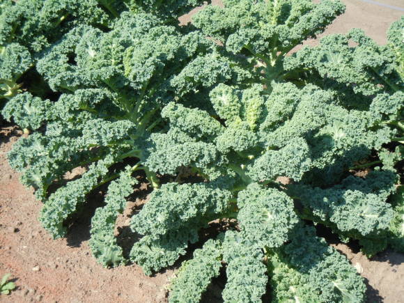 Ornamental cabbage Rossignol