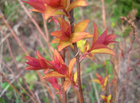 Spirea Bumald Goldflamme, young shoots