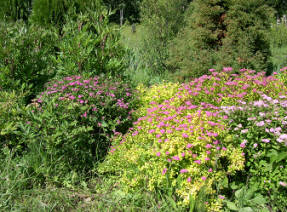 Spirea Bumald Goldflamme in combination with other spireas